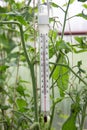 Thermometer in the greenhouse