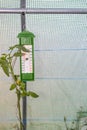 Thermometer into a little greenhouse with tomato plant growing