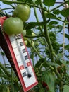 Thermometer Placed in Plastic Greenhouse with Tomato Plants