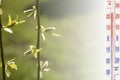 Thermometer showing warm weather. Spring temperature concept. Willow branches Royalty Free Stock Photo