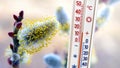 Thermometer with a temperature indicator plus 15 degrees on the background of a branch of willow with pussy_ Royalty Free Stock Photo