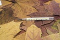 Thermometer on yellow maple leaves.