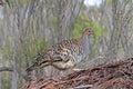 Thermometervogel, Malleefowl, Leipoa ocellata Royalty Free Stock Photo