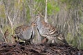 Thermometervogel, Malleefowl, Leipoa ocellata Royalty Free Stock Photo