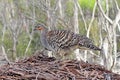 Thermometervogel, Malleefowl, Leipoa ocellata Royalty Free Stock Photo