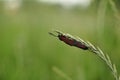 Thermophila filipendulae on cereal grass