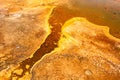 Thermophilic Bacteria in Yellowstone