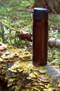 Thermos, forest, hike, journey, relaxation, drink, hot, mug