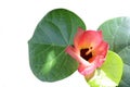 Thespesia populnea flower blooming with green leaves isolated on white background closeup.