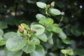 Thespesia populnea flower not bloom with green leaves closeup branch hanging on tree near the sea side.