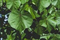 Thespesia populnea, Large heart shaped leaves.on natural pattern background, Scientific name Thespesia populnea, Indian Tulip Tree