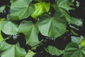 Thespesia populnea, Large heart shaped leaves.on natural pattern background, Scientific name Thespesia populnea, Indian Tulip Tree