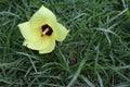 Thespesia populnea yellow flower blooming falling on green grasses flooring closeup.