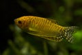 TheTrichopodus trichopterus Golden Gourami. Royalty Free Stock Photo