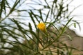 Thevetia peruviana Cascabela thevetia Yellow Oleander