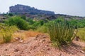 Thhor, Euphorbia caducifolia, the mascot of Thar desert,the multi-stemmed plant is often termed as cactus. Rao Jodha Desert Rock