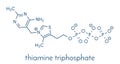 Thiamine triphosphate molecule. Skeletal formula.