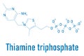 Thiamine triphosphate molecule. Skeletal formula. Chemical structure