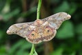 Thibet silkmoth butterfly Royalty Free Stock Photo