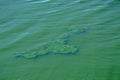 THICK ALGAE GROWTH IN DAM WATER