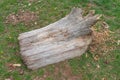 Thick Aspen tree trunk lumber wood log cut stump Royalty Free Stock Photo