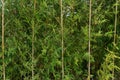 Thick bamboo foliage, green environment public park. Natural background.