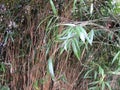Thick bamboo thickets, Bambusa.