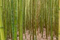 Thick bamboo thickets close up