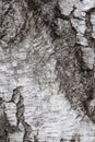 Thick bark birch tree, background, close up Royalty Free Stock Photo