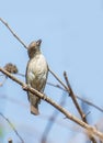 Thick beak flowerpecker Royalty Free Stock Photo