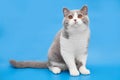 Thick bicolor british cat on a blue background.