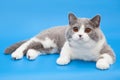 Thick bicolor british cat on a blue background.