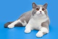 Thick bicolor british cat on a blue background.