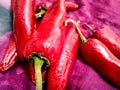 Thick Big Fresh red chilly vegetable. Hot red cayenne pepper or Jalepeno chili used to make Indian Pickle. Lal Achari Mirch Royalty Free Stock Photo