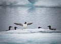 Thick billed Arctic Murres come up onto ice floe to rest Royalty Free Stock Photo