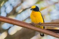 Thick-billed Euphonia Royalty Free Stock Photo