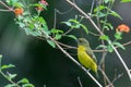 Thick-billed Euphonia Royalty Free Stock Photo
