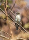 Thick billed Flowerpecker Royalty Free Stock Photo