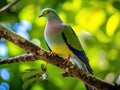 Thick billed Green Pigeon (Treron curvirostra) Made With Generative AI illustration