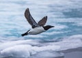 Thick-billed murre in flight near Spitsbergen, Norway