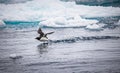 Thick-billed murre struggles to take flight Royalty Free Stock Photo