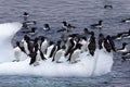 Thick billed Murres, Svalbard archipelago, Norway Royalty Free Stock Photo