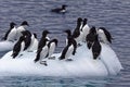 Thick billed Murres, Svalbard archipelago, Norway Royalty Free Stock Photo