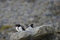 Thick billed Murres, Svalbard archipelago, Norway Royalty Free Stock Photo