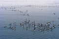 Thick billed Murres, Svalbard archipelago, Norway Royalty Free Stock Photo