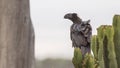 Thick-billed Raven on Cactus Looking Left