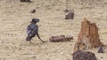 Thick-billed Raven Near Bone