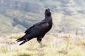 Thick billed raven, Corvus crassirostris, in Ethiopia Royalty Free Stock Photo