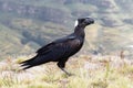 Thick billed raven, Corvus crassirostris, in Ethiopia Royalty Free Stock Photo
