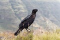 Thick billed raven, Corvus crassirostris, in Ethiopia Royalty Free Stock Photo